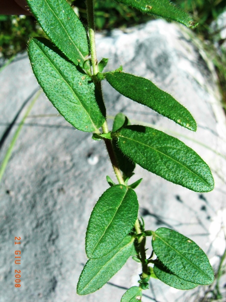 Helianthemum cfr. nummularium